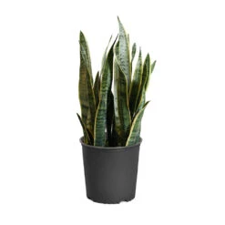Snake Plant 27 Snake Plant -GreenNest Shop SNK LAU3