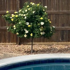Sunny Knock Out® Rose Tree -GreenNest Shop SUnny knockout Rose Tree 3