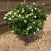 Sunny Knock Out® Rose Tree 1 Sunny Knock Out® Rose Tree -GreenNest Shop SUnny knockout Rose Tree BB 600x600 73b0c8db ee97 4c99 9ea4 1e74043d7e5a