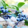 Sunshine Blue Blueberry Bush -GreenNest Shop SUnshine BLue Blueberry BB 600x600 5f330aef 2946 42b2 937d 1bd1866ec086
