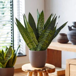 New Apartment House Plant Kit -GreenNest Shop Sansevieria Zeylandica 2 b9c8aa58 f597 42a2 825b e896e1cd75e5