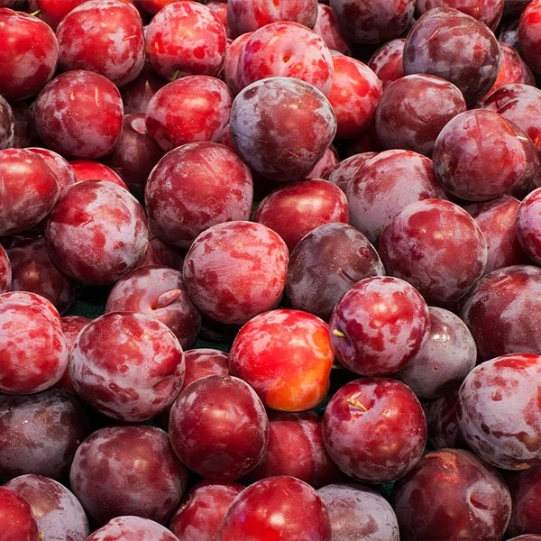 Santa Rosa Plum Tree 3 Santa Rosa Plum Tree