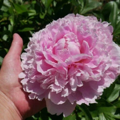 Sarah Bernhardt Peony 9 Sarah Bernhardt Peony -GreenNest Shop Sarah Bernhardt Peony 2