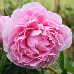 Sarah Bernhardt Peony 8 Sarah Bernhardt Peony -GreenNest Shop Sarah Bernhardt Peony 3 BB