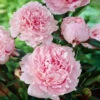 Sarah Bernhardt Peony -GreenNest Shop Sarah Bernhardt Peony BB 600x600 6ccaa6ca 6725 4880 9299 433e04c3c4a6