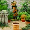 Scarlet Sentinel™ Columnar Apple Tree -GreenNest Shop Scarlet Sentinal Columnar Apple 600x600 5b6d398a d830 4d64 ba0e 697e555318f7
