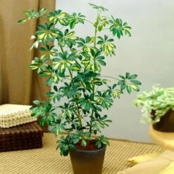 Variegated Dwarf Umbrella Tree - Schefflera Trinette -GreenNest Shop Schefflera Trinette 1