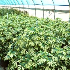 Variegated Dwarf Umbrella Tree - Schefflera Trinette -GreenNest Shop Schefflera Trinette 4 BB