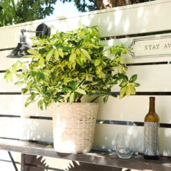 Variegated Dwarf Umbrella Tree - Schefflera Trinette -GreenNest Shop Schefflera Trinette 5 BB