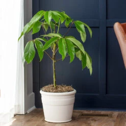 Umbrella Tree -GreenNest Shop Schefflera Actinophylla Umbrella BB 3e758bc7 6bbf 4fc7 ae37 0ac9c9affd2f