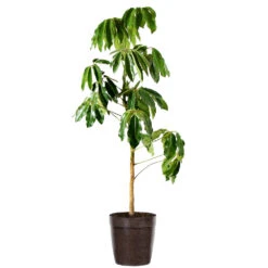Umbrella Tree -GreenNest Shop Schefflera Actinophylla Umbrella Delilah BRW