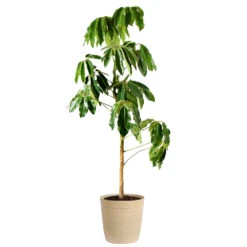 Umbrella Tree -GreenNest Shop Schefflera Actinophylla Umbrella Delilah Beige