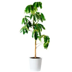Umbrella Tree -GreenNest Shop Schefflera Actinophylla Umbrella Delilah White