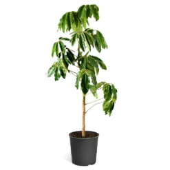 Umbrella Tree -GreenNest Shop Schefflera Actinophylla Umbrella Delilah standard