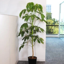 Umbrella Tree -GreenNest Shop Schefflera Actinophylla Umbrella FGT 3