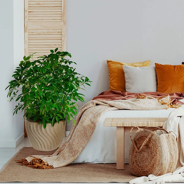 Dwarf Umbrella Tree 3 Dwarf Umbrella Tree