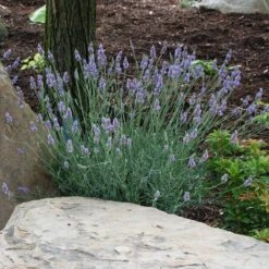 Sensational™ Lavender -GreenNest Shop Sensational Lavender 9 BB