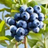 Sharpblue Blueberry Bush -GreenNest Shop Sharpblue Blueberry 600x600 ff319d19 3a8f 431b abf1 c09ccfc08417