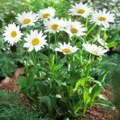 Becky Shasta Daisy 9 Becky Shasta Daisy -GreenNest Shop Shasta Daisy Becky 5 FGT