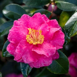 Shi-Shi Gashira Camellia Shrub -GreenNest Shop ShiSHi Gashira Camellia 2 BB
