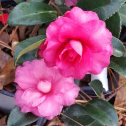 Shi-Shi Gashira Camellia Shrub -GreenNest Shop ShiSHi Gashira Camellia 6 BB