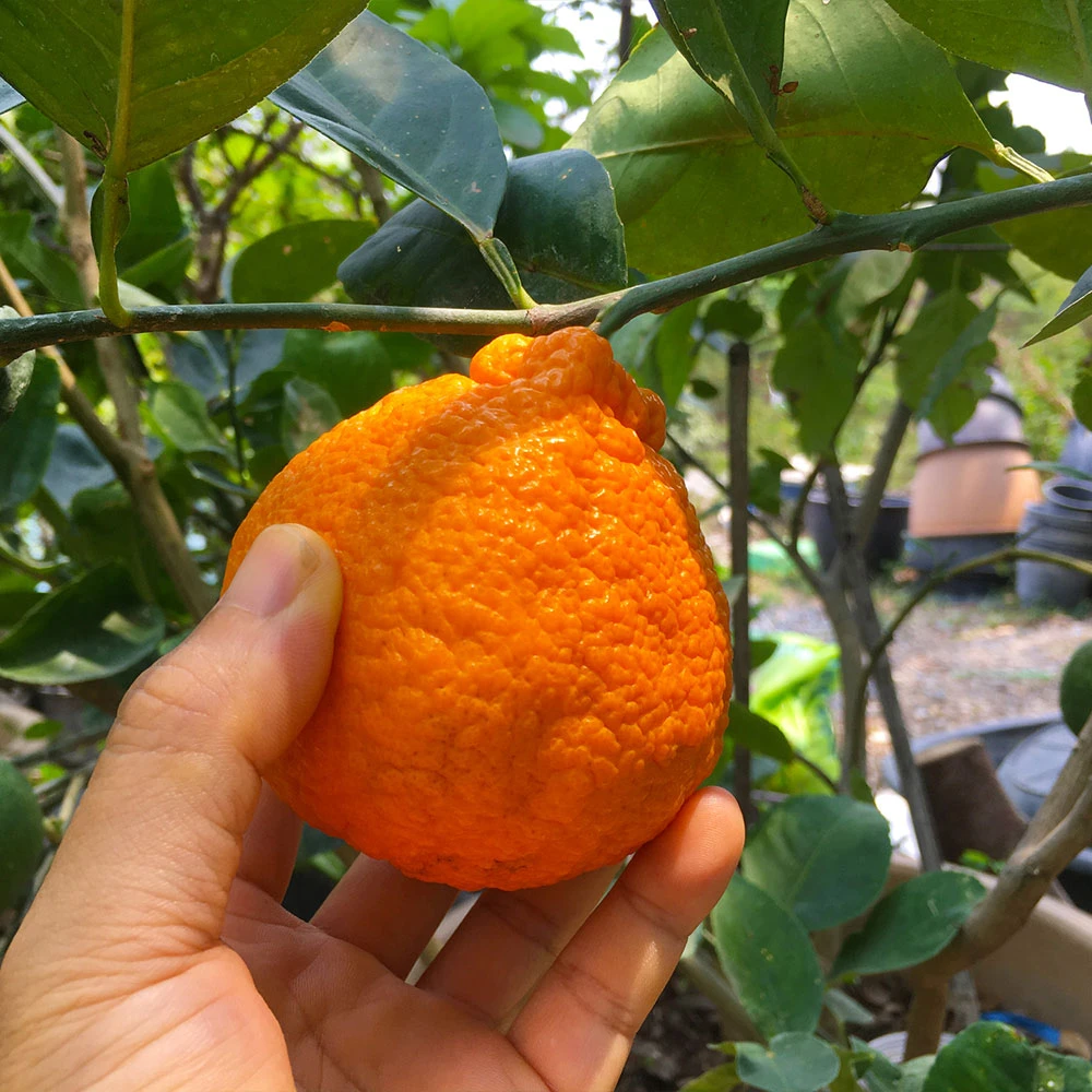 Shiranui Mandarin Tree 5 Shiranui Mandarin Tree - Image 3