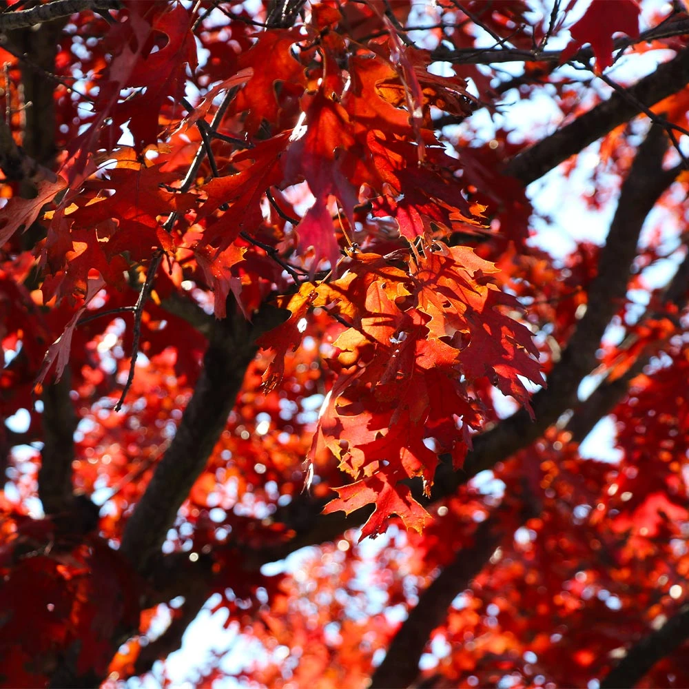 Shumard Oak Tree 6 Shumard Oak Tree - Image 4