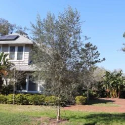 Sikitita Olive Tree -GreenNest Shop Sikitata olive 2