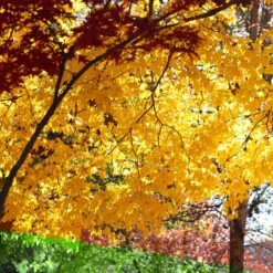 Silver Maple Tree -GreenNest Shop Silver Maple Tree 5