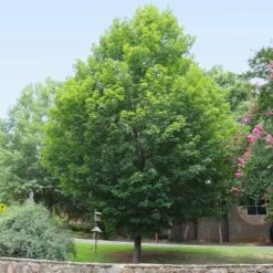 Silver Maple Tree -GreenNest Shop Silver Maple Tree 6