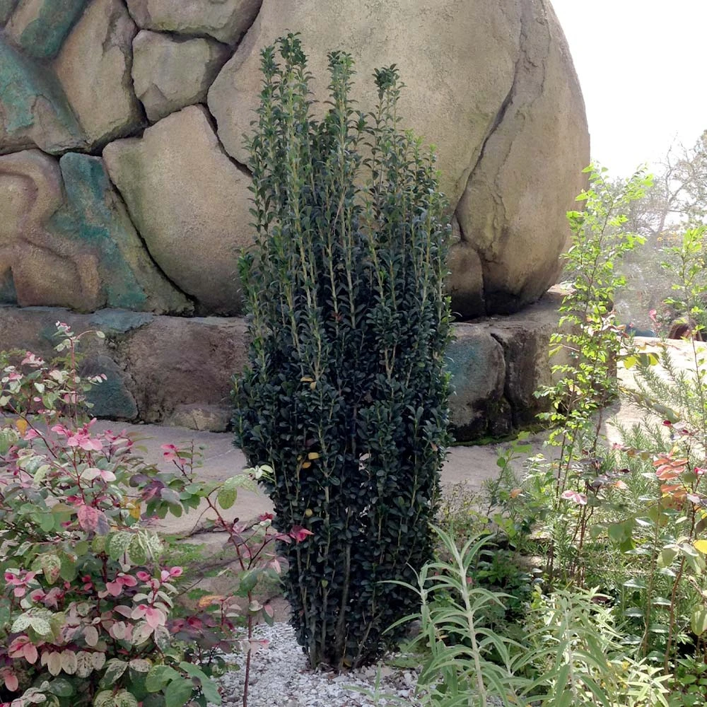 Sky Pencil Holly Tree 4 Sky Pencil Holly Tree - Image 2