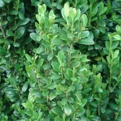 Sky Pencil Holly Tree 13 Sky Pencil Holly Tree -GreenNest Shop Sky Pencil Holly 2 BB