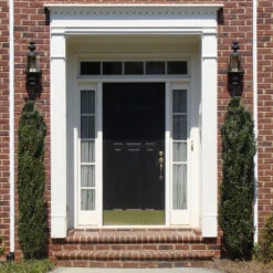 Sky Pencil Holly Tree 12 Sky Pencil Holly Tree -GreenNest Shop Sky Pencil Holly 3 BB