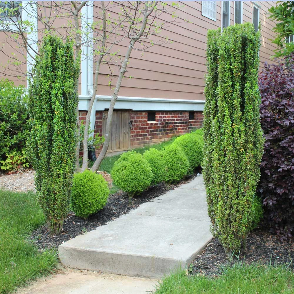 Sky Pencil Holly Tree 5 Sky Pencil Holly Tree - Image 3