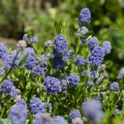 Skylark California Lilac -GreenNest Shop Skylark California Lilac 3 FGT