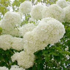Snowball Viburnum Bush -GreenNest Shop Snowball Viburnum 1 BB