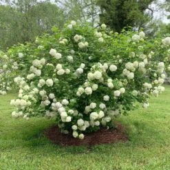 Snowball Viburnum Bush -GreenNest Shop Snowball Viburnum 2 BB
