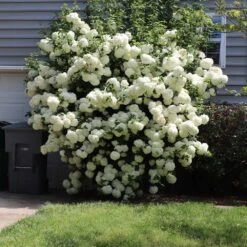 Snowball Viburnum Bush -GreenNest Shop Snowball Viburnum 6