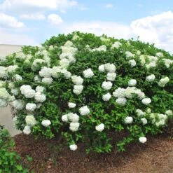 Snowball Viburnum Bush -GreenNest Shop Snowball Viburnum BB