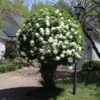 Snowball Viburnum Bush -GreenNest Shop Snowball Viburnum BB 600x600 2db30e64 2397 4487 a768 4471516c3f37