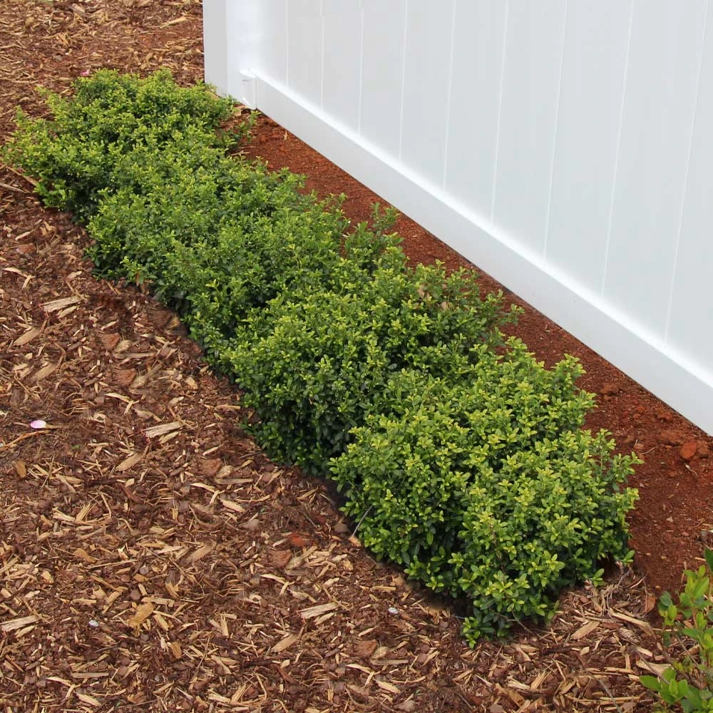 Soft Touch Holly Shrub 5 Soft Touch Holly Shrub - Image 3