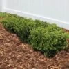 Soft Touch Holly Shrub 2 Soft Touch Holly Shrub -GreenNest Shop Soft Touch Holly BB 600x600 87cee59e 31b2 47b8 a3d8 15c7bf83c7e8