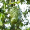 Soursop 'Guanabana' Tree -GreenNest Shop Soursop BB 600x600 6059704f 7500 4dc3 accc 9855dbede01e