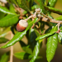 Live Oak Tree -GreenNest Shop Southern Live Oak FGT 1