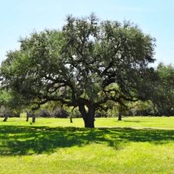Live Oak Tree -GreenNest Shop Southern Live Oak FGT 3