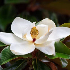 Southern Magnolia Tree -GreenNest Shop Southern Magnolia 7 BB