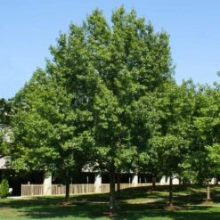 Southern Red Oak Tree -GreenNest Shop Southern Red Oak 2