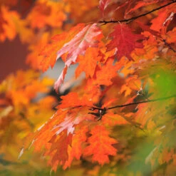 Southern Red Oak Tree -GreenNest Shop Southern Red Oak 5 BB