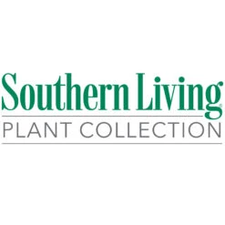 Flirt™ Nandina Bush 13 Flirt™ Nandina Bush -GreenNest Shop Southn Living 1000x1000 898dcea9 768f 4ed9 bb8f 59cf1cf5dc1a