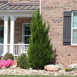 Spartan Juniper Tree -GreenNest Shop Spartan Juniper 8